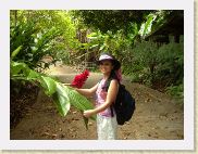 Hw07d [Kalopa rain forest park] * 1280 x 960 * (598KB)